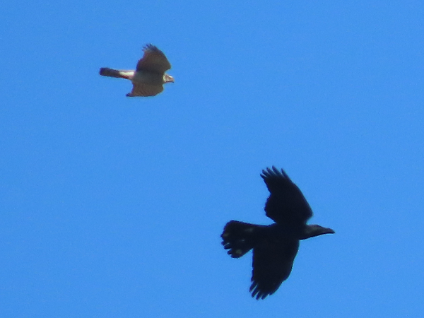 �n�C�^�J�ƃn�V�u�g