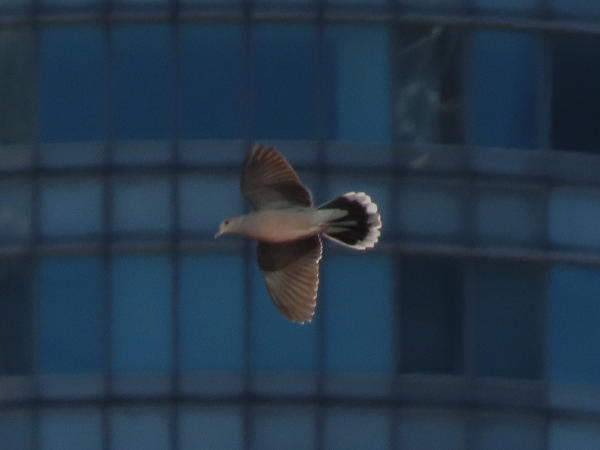 ���z��q���Y�ƃL�W�o�g